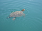 Caretta skildpadder 1 m i diameter